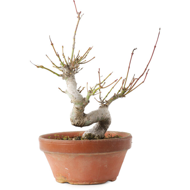 Acer palmatum, 19,5 cm, ± 8 años