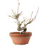 Acer palmatum, 19,5 cm, ± 8 ans