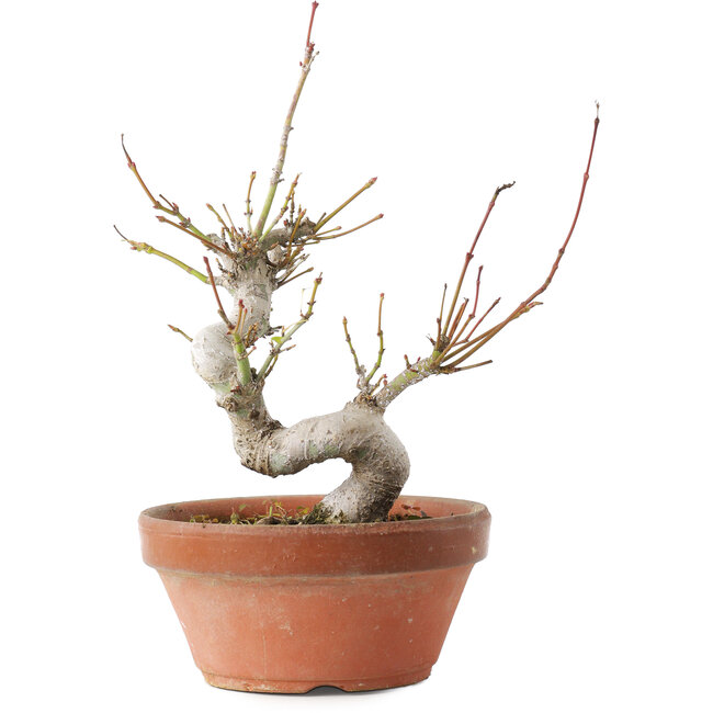 Acer palmatum, 19,5 cm, ± 8 años