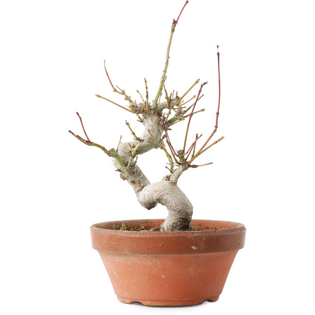 Acer palmatum, 19,5 cm, ± 8 jaar oud