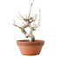 Acer palmatum, 19,5 cm, ± 8 ans