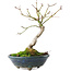 Acer palmatum, 19,5 cm, ± 8 Jahre alt