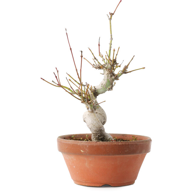 Acer palmatum, 19,5 cm, ± 8 jaar oud