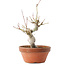 Acer palmatum, 19,5 cm, ± 8 ans