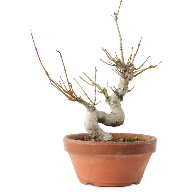 Acer palmatum, 19,5 cm, ± 8 Jahre alt