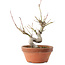 Acer palmatum, 19,5 cm, ± 8 ans