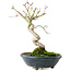 Acer palmatum, 19,5 cm, ± 8 Jahre alt