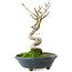Acer palmatum, 19,5 cm, ± 8 Jahre alt