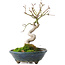 Acer palmatum, 19,5 cm, ± 8 Jahre alt