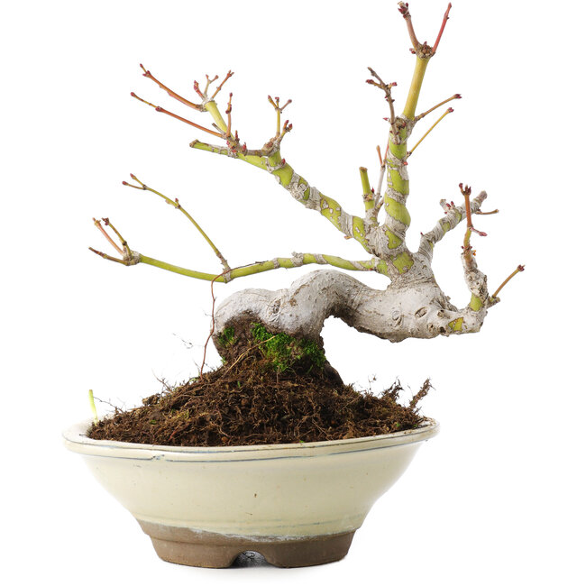 Acer palmatum, 16,5 cm, ± 8 Jahre alt