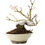Acer palmatum, 16,5 cm, ± 8 Jahre alt