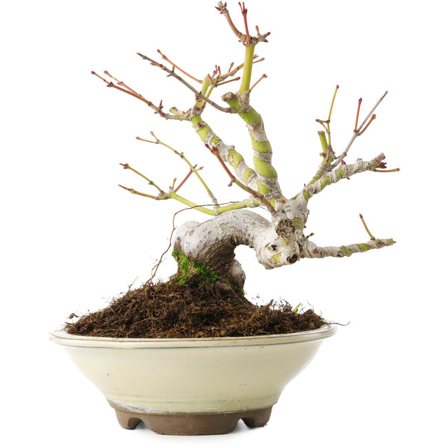 Acer palmatum, 16,5 cm, ± 8 anni