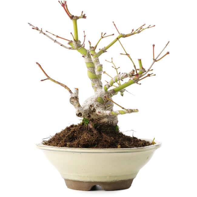 Acer palmatum, 16,5 cm, ± 8 años