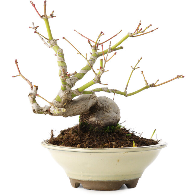 Acer palmatum, 16,5 cm, ± 8 años