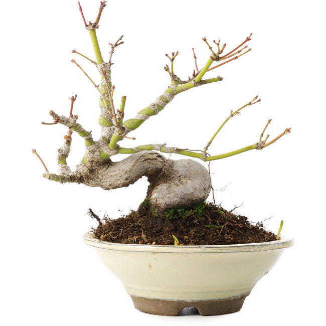 Acer palmatum, 16,5 cm, ± 8 Jahre alt