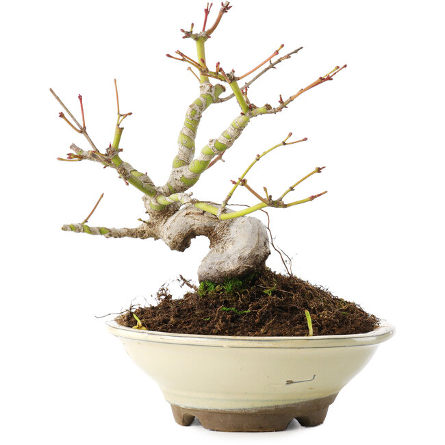 Acer palmatum, 16,5 cm, ± 8 años
