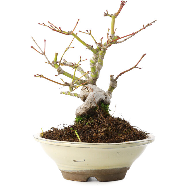 Acer palmatum, 16,5 cm, ± 8 years old