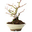 Acer palmatum, 16,5 cm, ± 8 Jahre alt