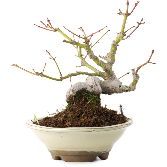 Acer palmatum, 16,5 cm, ± 8 jaar oud
