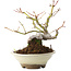 Acer palmatum, 16,5 cm, ± 8 Jahre alt