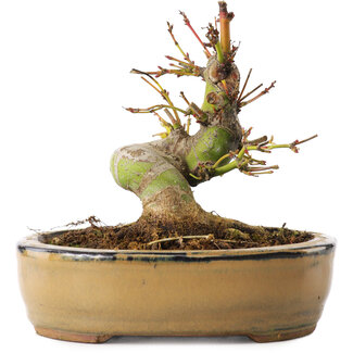 Acer palmatum, 12 cm, ± 8 jaar oud