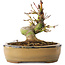 Acer palmatum, 12 cm, ± 8 jaar oud