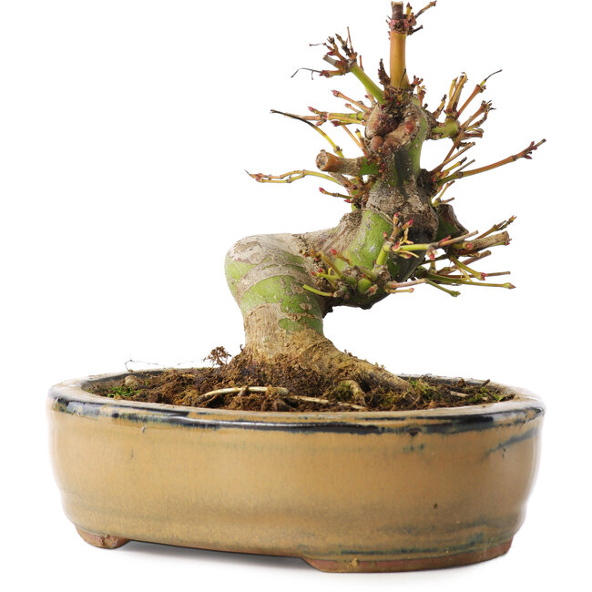 Acer palmatum, 12 cm, ± 8 Jahre alt