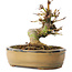 Acer palmatum, 12 cm, ± 8 jaar oud