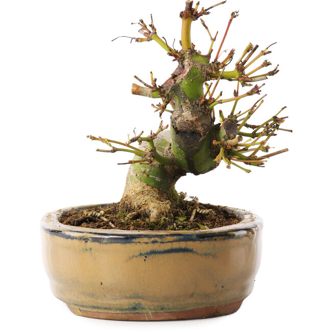 Acer palmatum, 12 cm, ± 8 years old