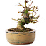 Acer palmatum, 12 cm, ± 8 jaar oud