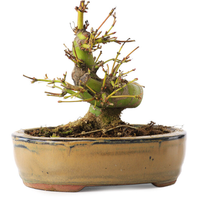 Acer palmatum, 12 cm, ± 8 jaar oud