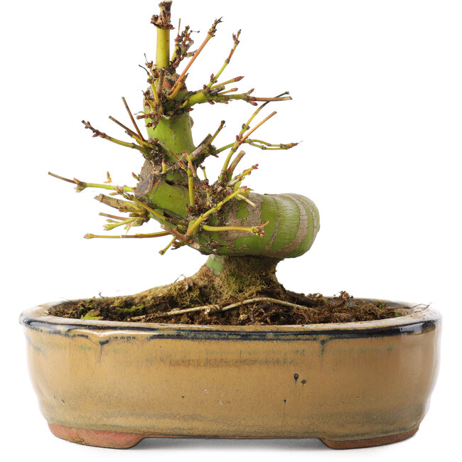 Acer palmatum, 12 cm, ± 8 Jahre alt