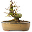 Acer palmatum, 12 cm, ± 8 jaar oud