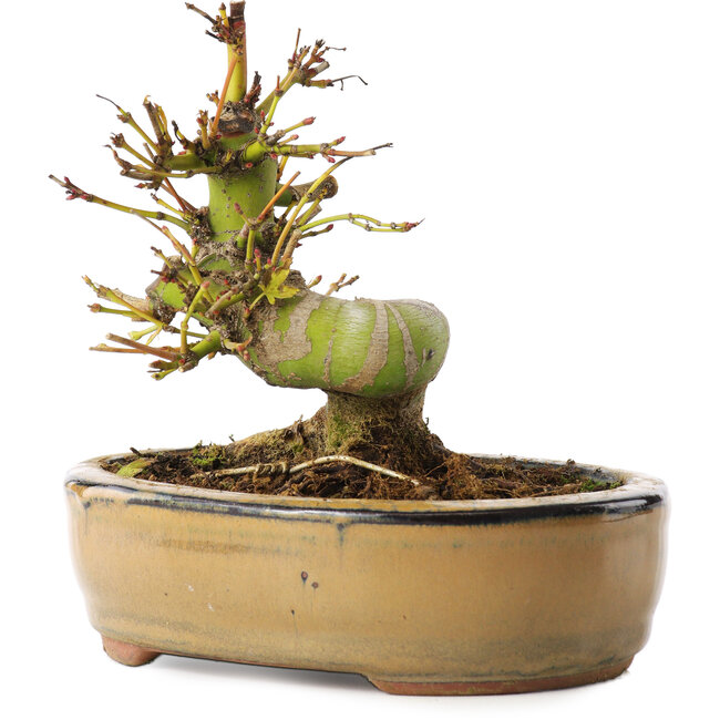 Acer palmatum, 12 cm, ± 8 jaar oud