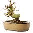 Acer palmatum, 12 cm, ± 8 jaar oud