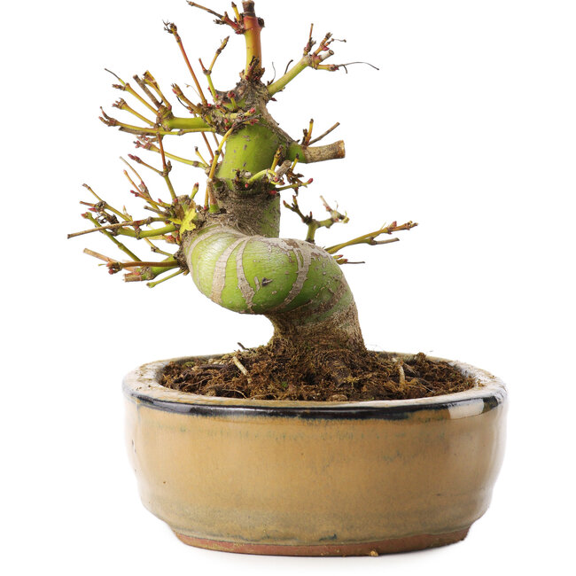 Acer palmatum, 12 cm, ± 8 years old