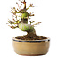 Acer palmatum, 12 cm, ± 8 jaar oud