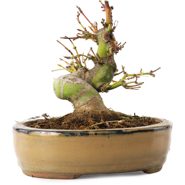 Acer palmatum, 12 cm, ± 8 jaar oud