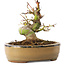 Acer palmatum, 12 cm, ± 8 jaar oud