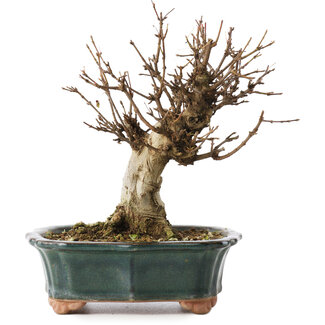 Acer buergerianum, 15,5 cm, ± 12 jaar oud