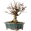 Acer buergerianum, 15,5 cm, ± 12 Jahre alt