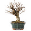 Acer buergerianum, 15,5 cm, ± 12 Jahre alt