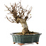 Acer buergerianum, 15,5 cm, ± 12 Jahre alt