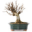 Acer buergerianum, 15,5 cm, ± 12 Jahre alt
