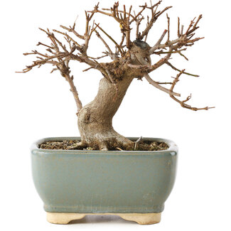 Acer buergerianum, 13 cm, ± 12 años