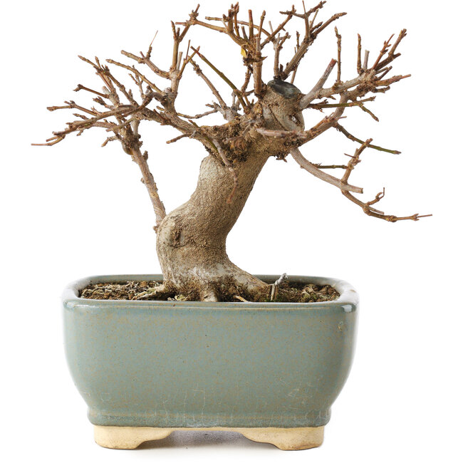 Acer buergerianum, 13 cm, ± 12 ans, dans un pot cassé