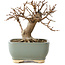 Acer buergerianum, 13 cm, ± 12 ans, dans un pot cassé