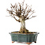 Acer buergerianum, 15,5 cm, ± 12 Jahre alt