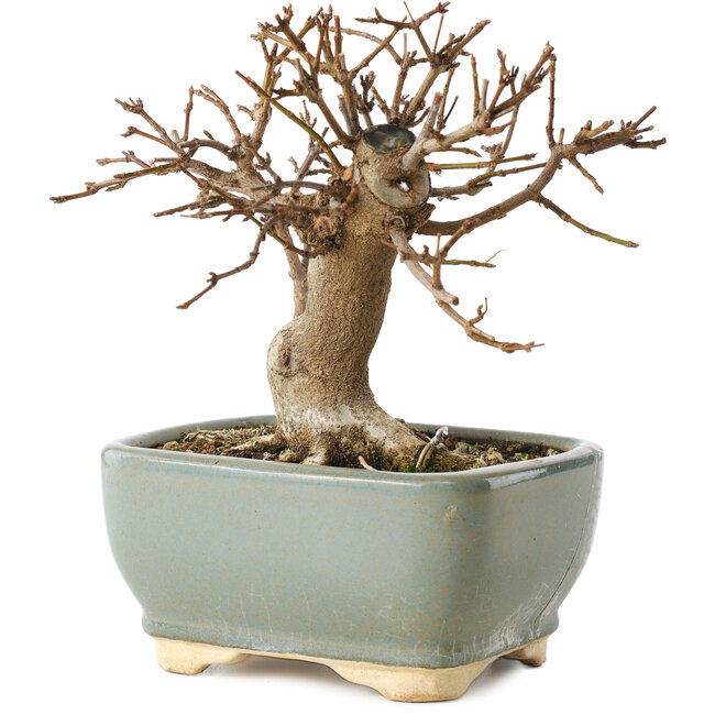 Acer buergerianum, 13 cm, ± 12 anni, in vaso rotto