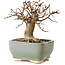Acer buergerianum, 13 cm, ± 12 ans, dans un pot cassé